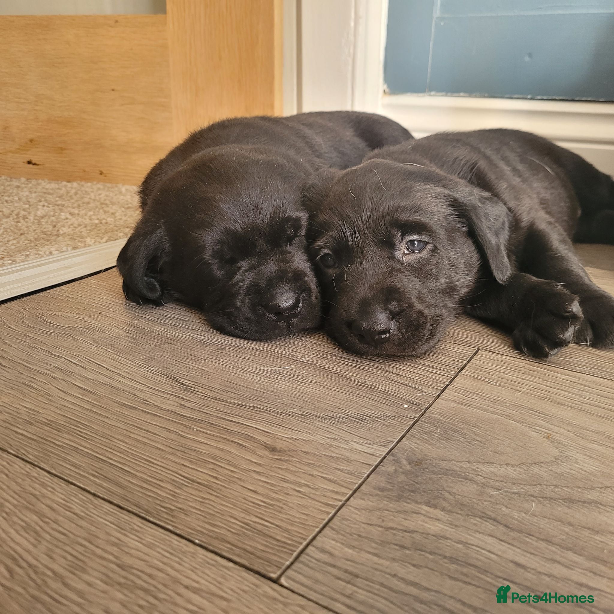 Labrador Retriever dogs Adorable Labrador Puppies for Sale! - Advert 1