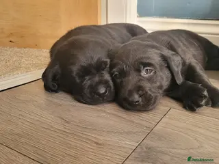 Labrador Retriever dogs Adorable Labrador Puppies for Sale! - Advert 1