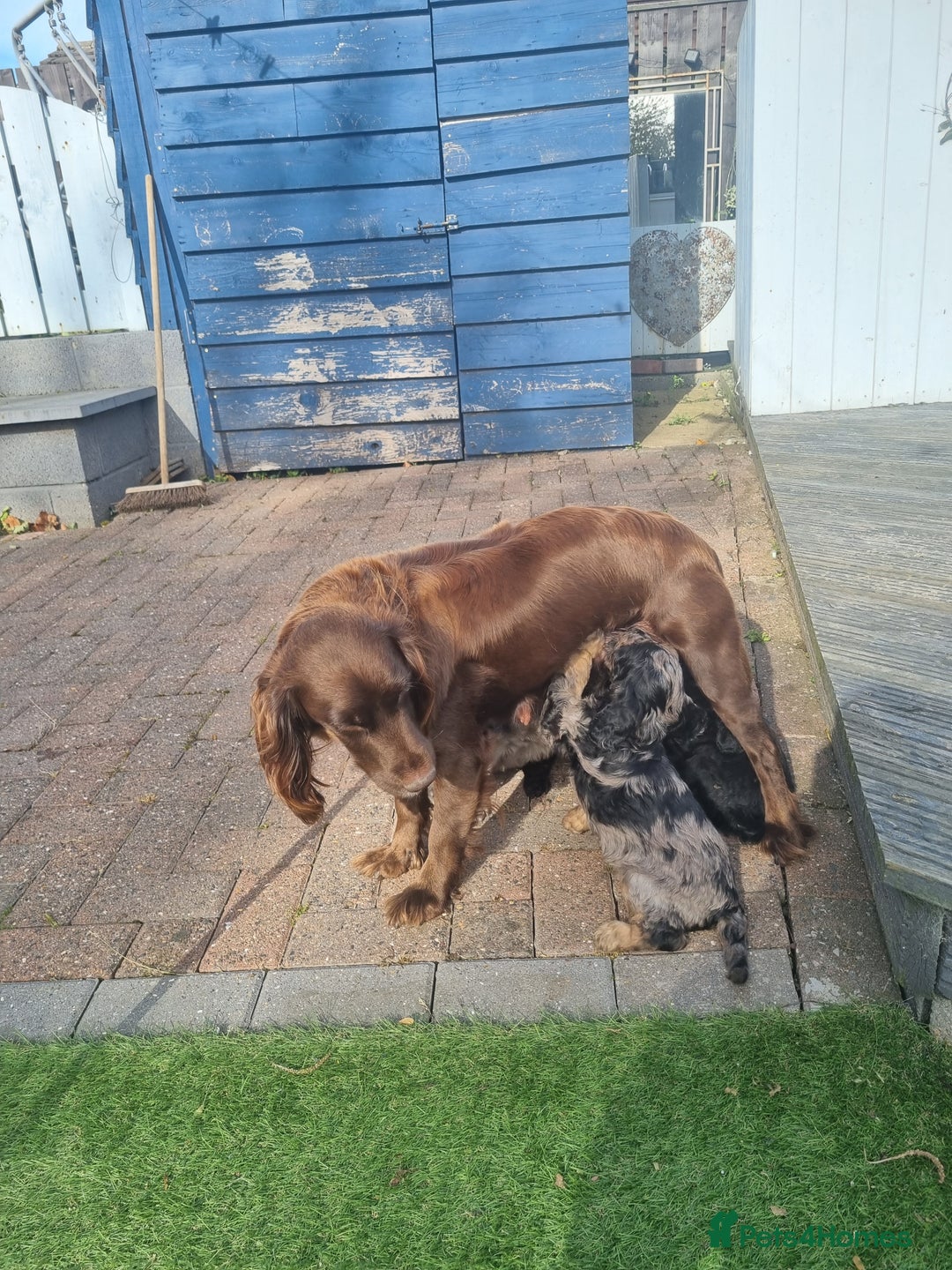 Cockapoo dogs for sale: READY TO LEAVE NOW😍😍😍 - Image 8