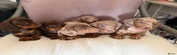 Dachshund dogs for sale: Dachshund puppies  - Advert 1