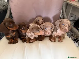 Dachshund dogs Dachshund puppies - Advert 1