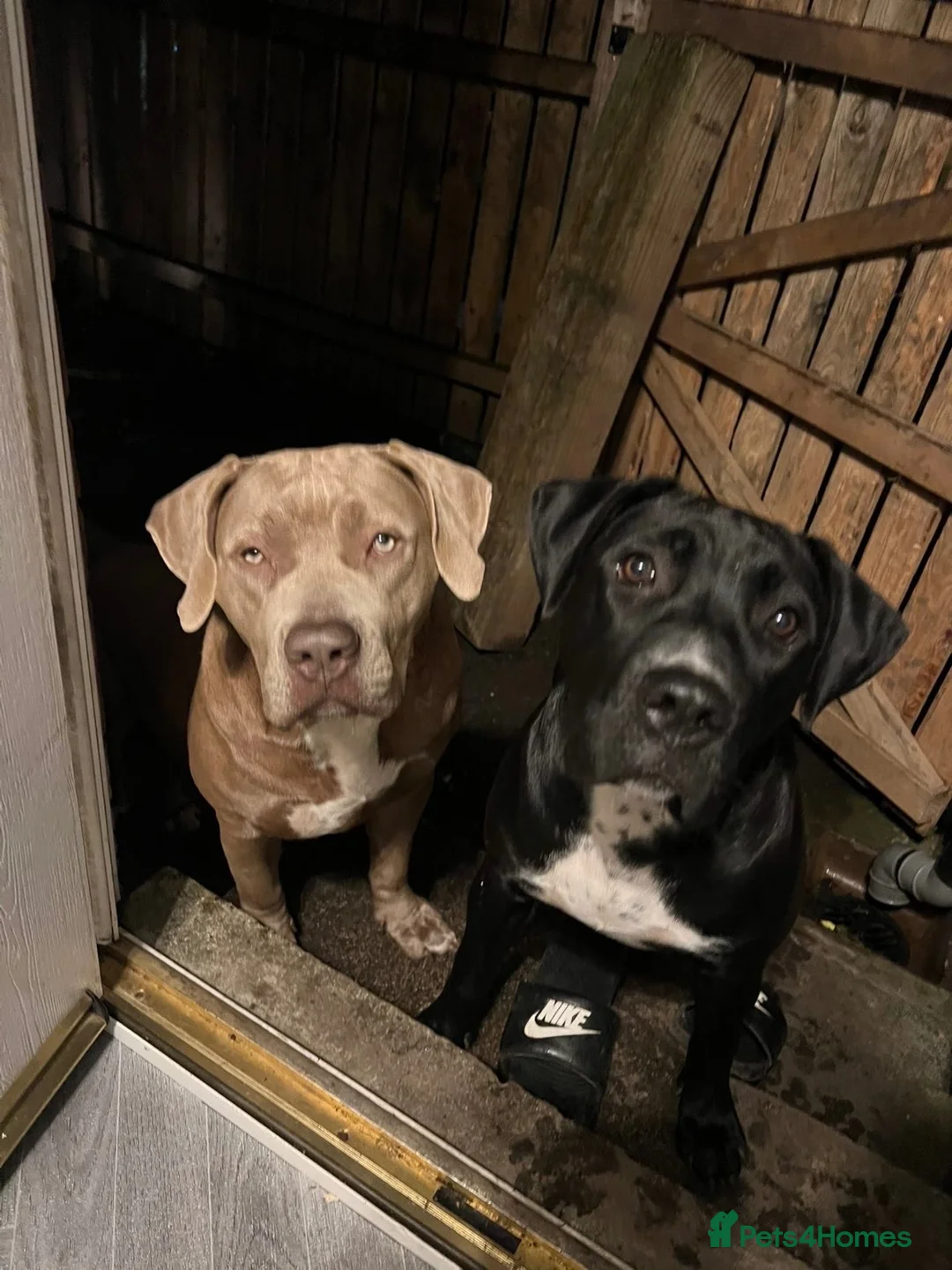 Presa Canario dogs for sale: Cassie - Advert 2