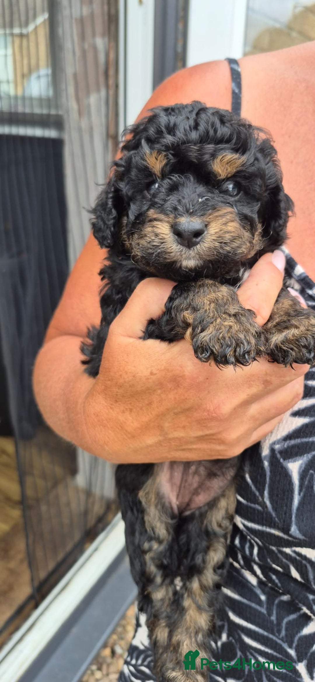 Cockapoo dogs for sale: Cockapoo  LAST GIRL AVAILABLE NOW - Image 7