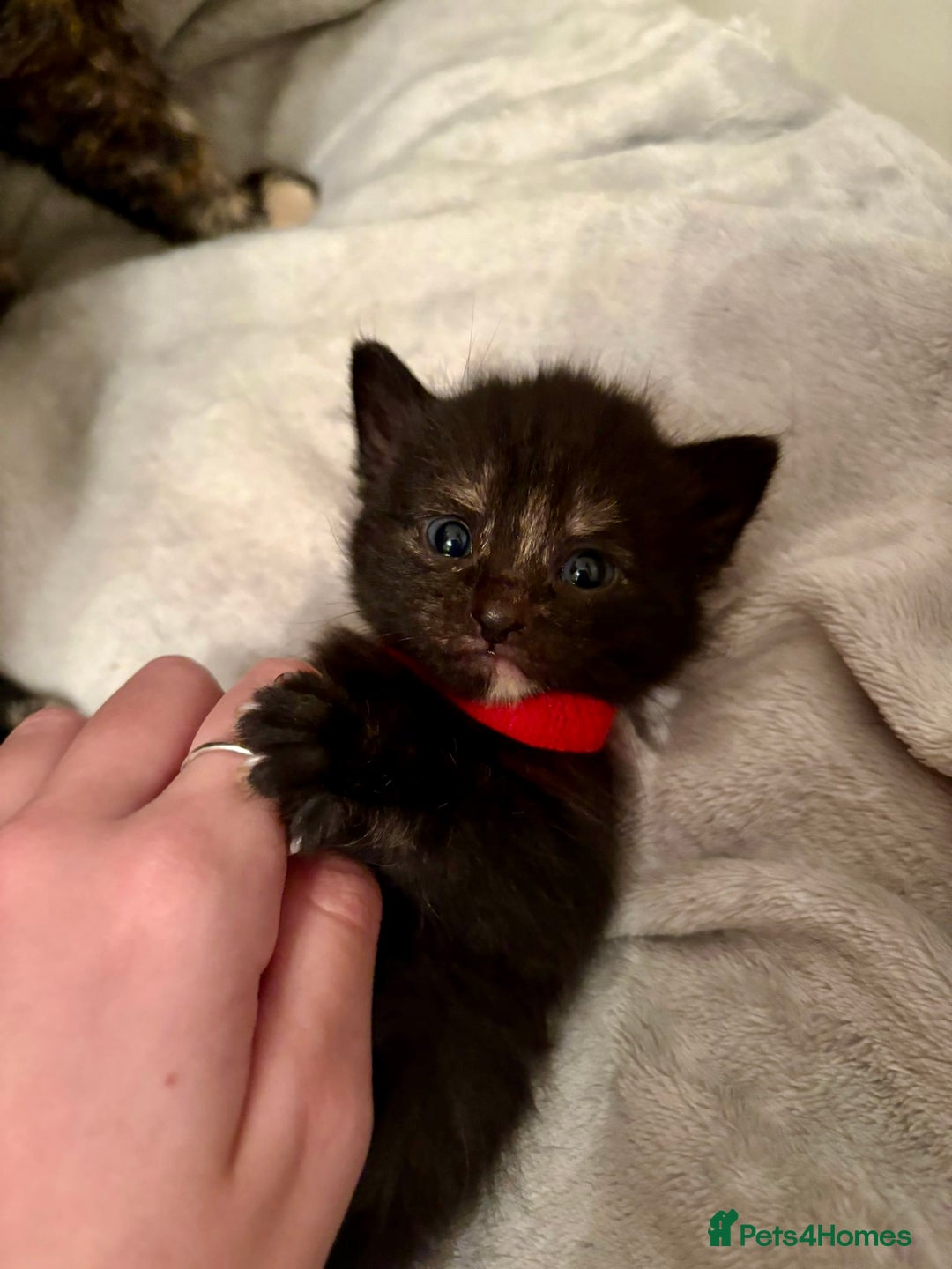 Mixed Breed cats for sale: 4 mixed breed female kittens  - Image 4