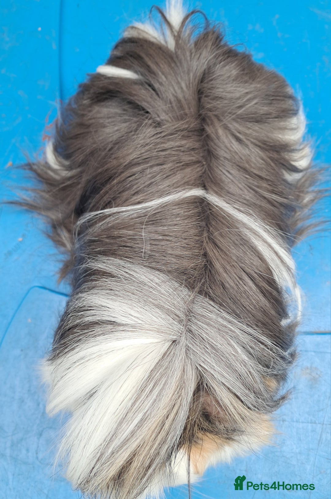 Guinea Pig rodents for sale: Adult female guinea pigs for sale  - Image 2
