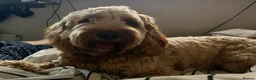 Cockapoo dogs for sale: Toby the cockapoo  in Cranleigh - Advert 2