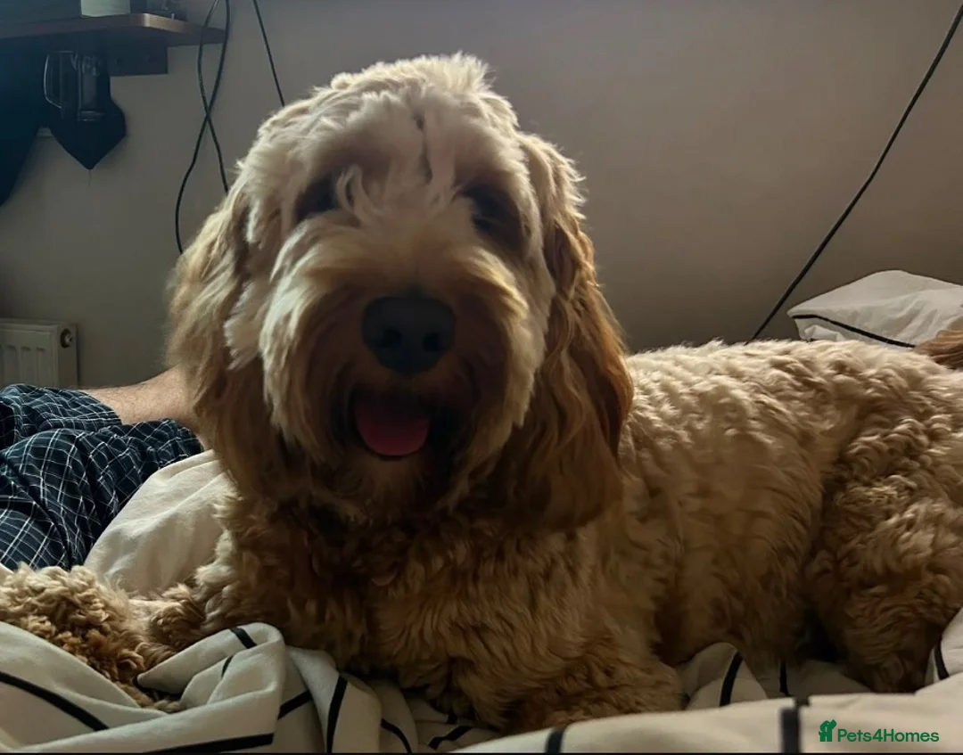 Cockapoo dogs for sale: Toby the cockapoo  in Cranleigh - Advert 2