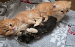 Persian cats for sale: Outstanding Full Persian Kittens for Sale - Image 17