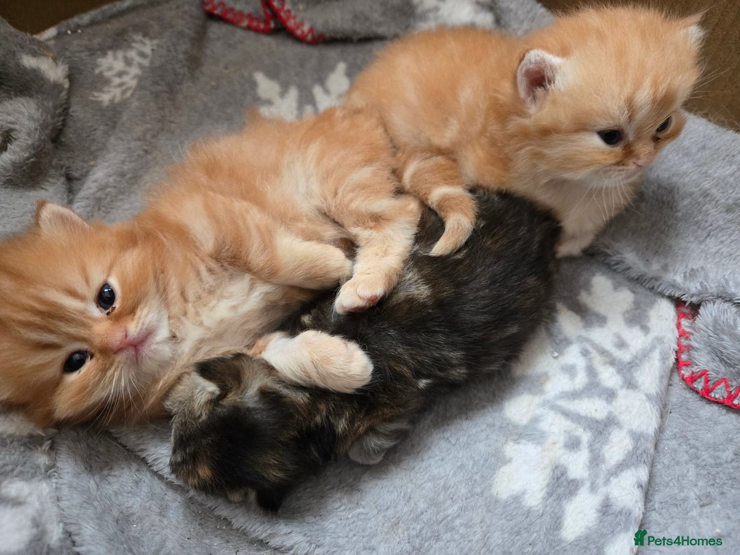 Persian cats for sale: Outstanding Full Persian Kittens for Sale - Image 17