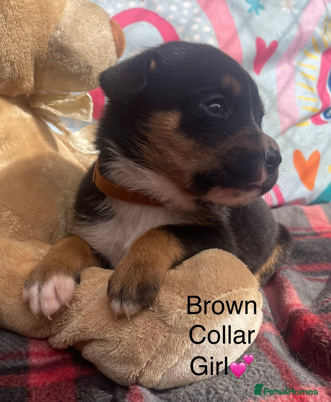 Rottweiler dogs for sale: Rottyx - Image 6