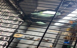 Parrots birds for sale: Large Parrot Cage - Image 9