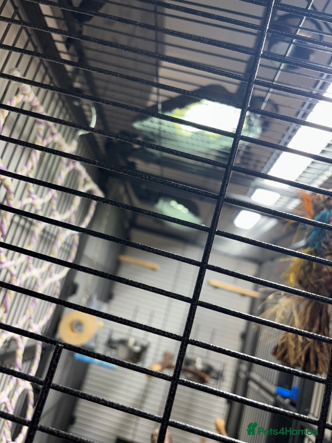 Parrots birds for sale: Large Parrot Cage - Image 9