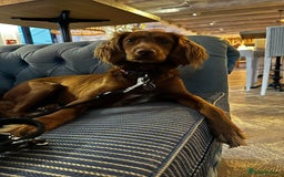 Cockapoo dogs for sale: F1B Cockerpoo puppies looking for new homes - Image 13