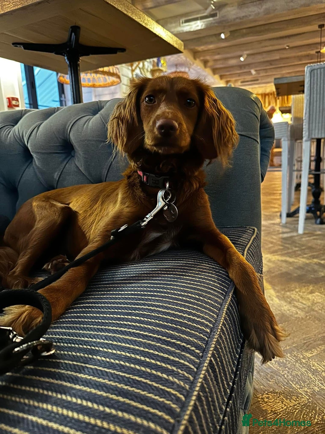 Cockapoo dogs for sale: F1B Cockerpoo puppies looking for new homes - Image 13