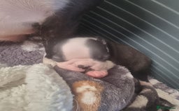 Boston Terrier dogs for sale: Boston Terrier pups - Image 11
