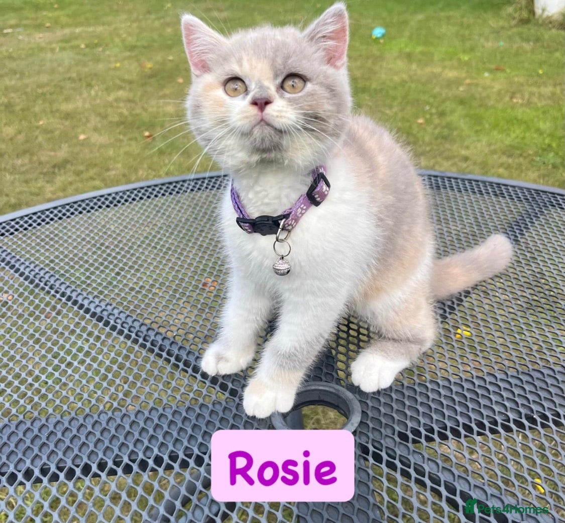 British Shorthair cats Incredible Tortie British Shorthair GCCF £700 - Advert 1