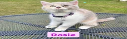 British Shorthair cats for sale: Incredible Tortie British Shorthair GCCF £700 - Advert 16