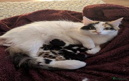 Mixed Breed cats for sale: Adorable Kittens - Litter Trained - Image 2