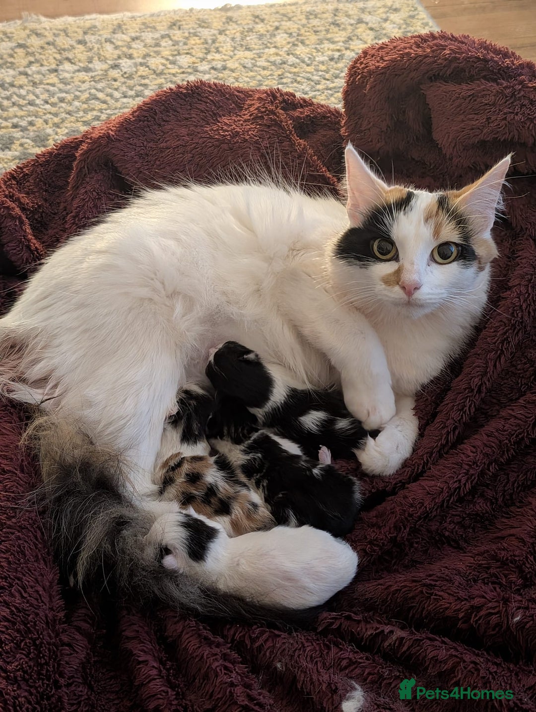 Mixed Breed cats for sale: Adorable Kittens - Litter Trained - Image 2