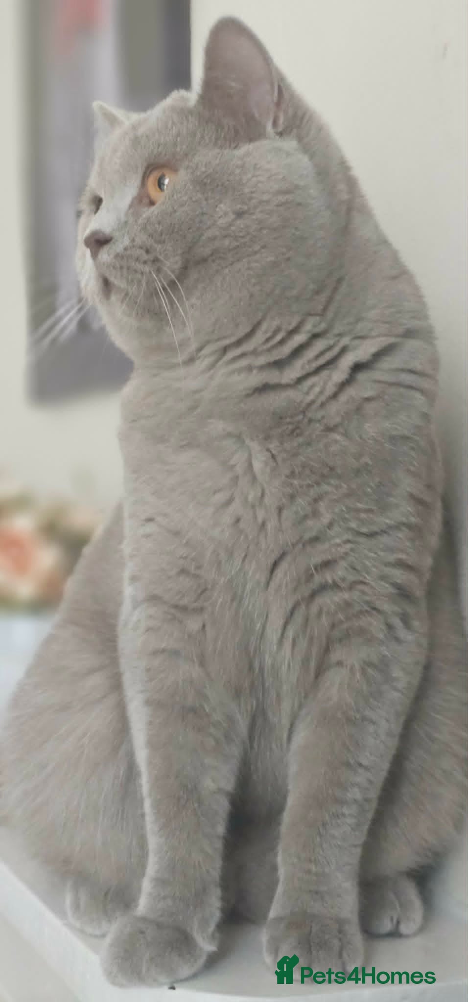 British Shorthair cats GCCF British Shorthair STUD - Advert 2