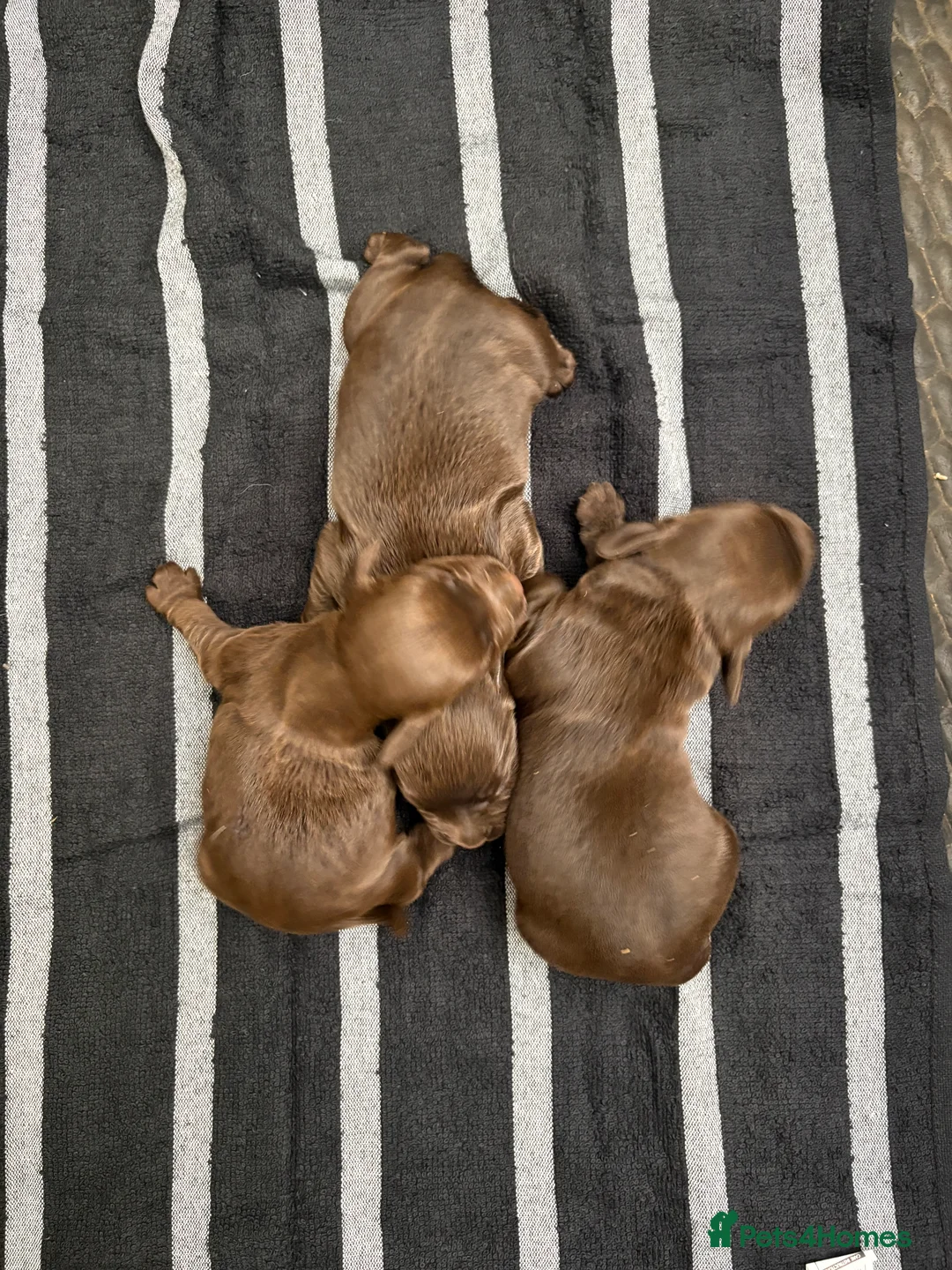 Cocker Spaniel dogs for sale: Chocolate Cocker Spaniel Pups - Advert 2