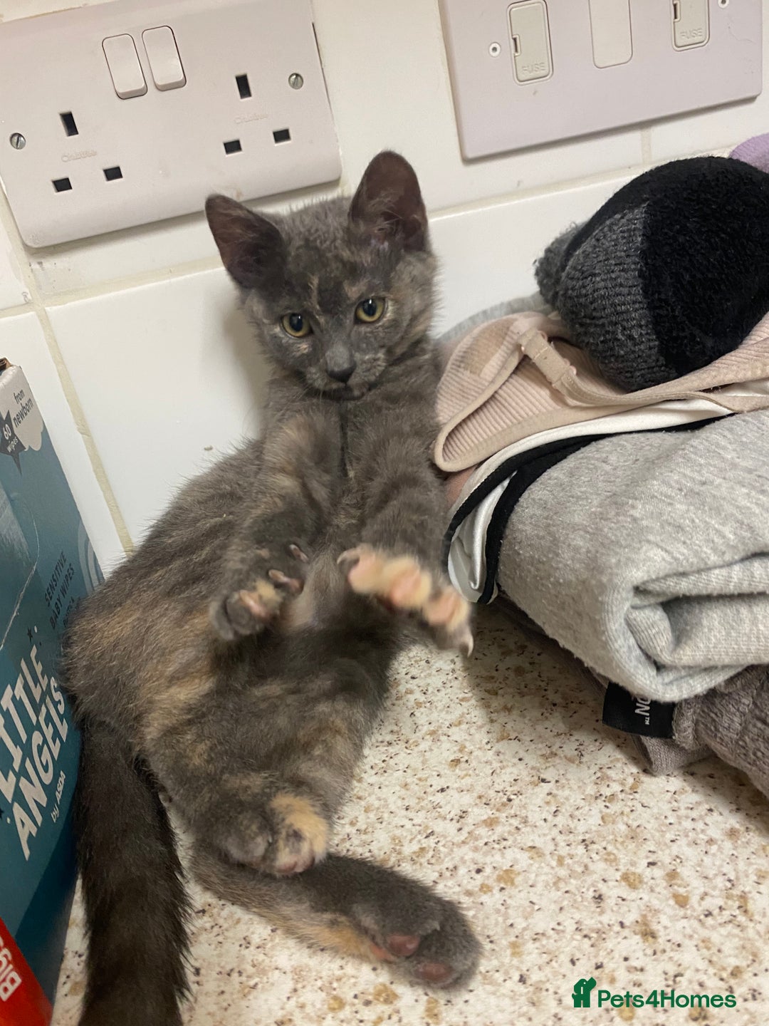 British Shorthair cats for sale: Kitten for sale.  - Advert 6