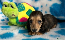 Miniature Dachshund dogs for sale: Beautiful mini long haired pups available  - Image 4