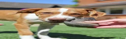Mixed Breed dogs for adoption: Loyal by name - Loyal in nature - Advert 27