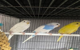 Lovebirds birds for sale: 3 pairs of budgies - Image 6