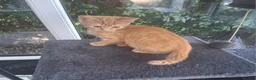 Mixed Breed cats for sale: Rare female Ginger Tabbies 😻 - Advert 33