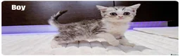 Munchkin cats for sale: Munchkin kittens - Advert 5
