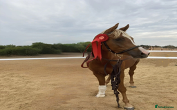 Arabian horse horses for sale: ARABIAN pb  - Image 3
