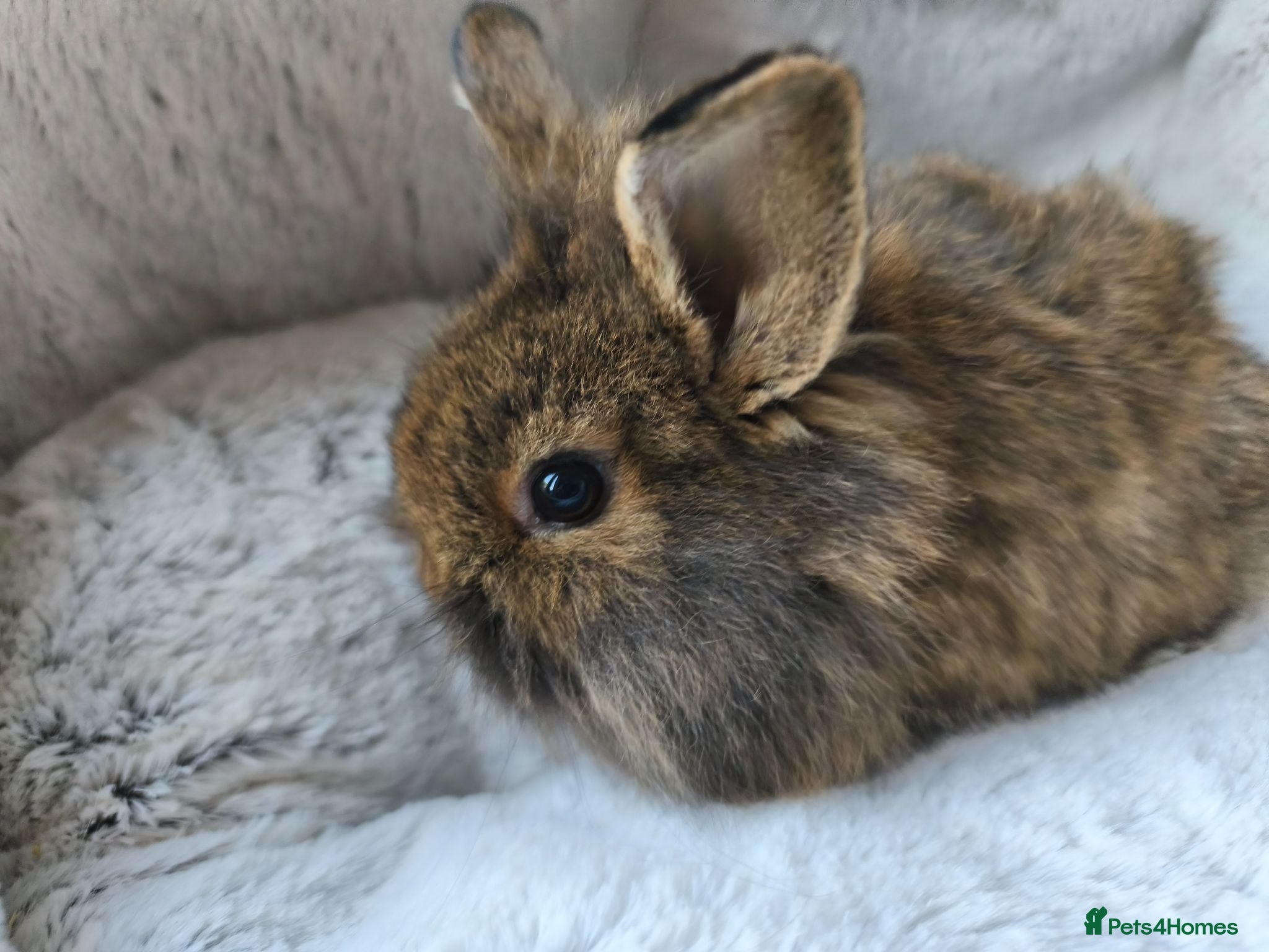 Mini Lop rabbits for sale: Ready 31st July  - Advert 2
