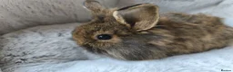 Mini Lop rabbits for sale: Ready 31st July  - Advert 1
