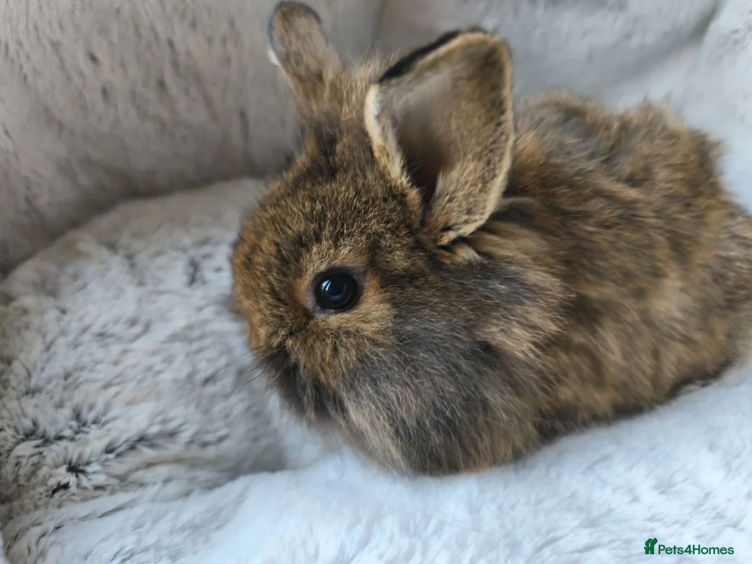 Mini Lop rabbits for sale: Ready 31st July  - Advert 1