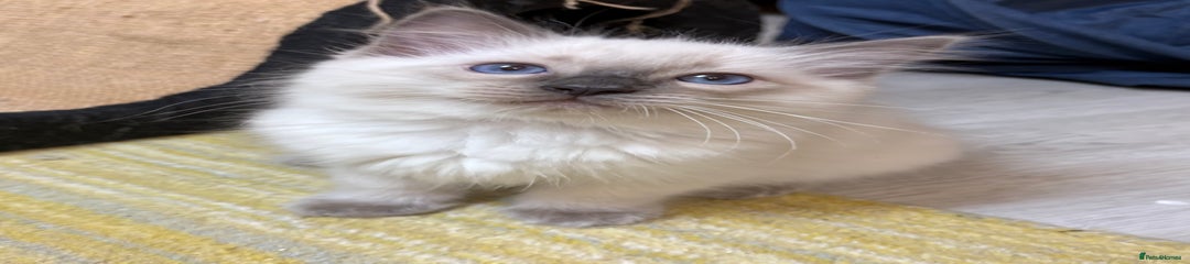Ragdoll Kitten 4