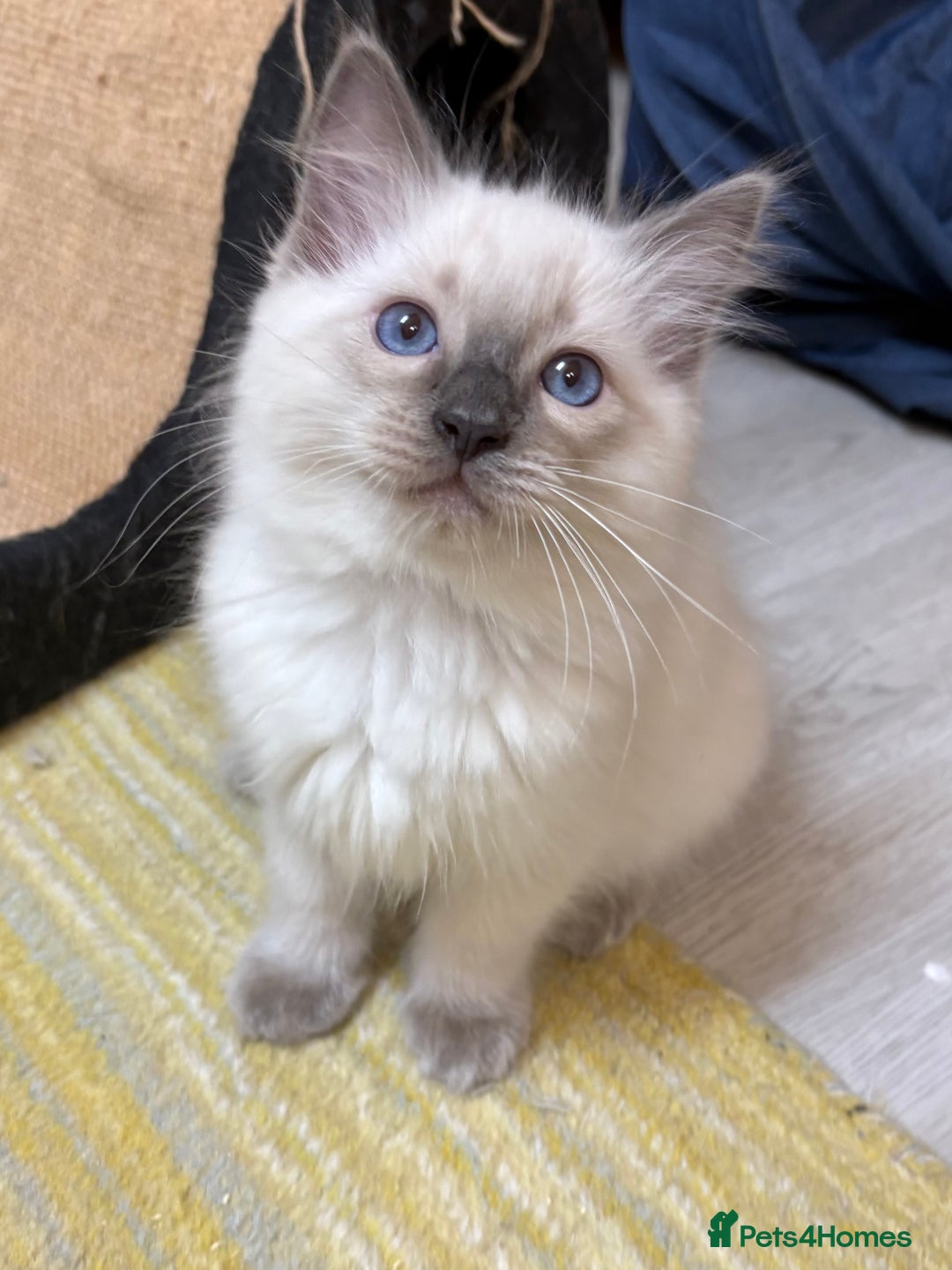 Ragdoll cats for sale: GCCF REGISTERED RAGDOLL KITTENS. 4  BOYS - Image 20