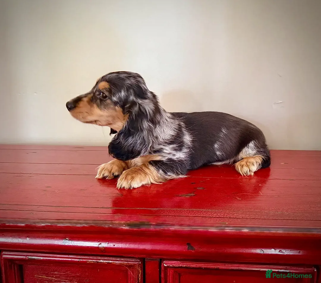 Miniature Dachshund dogs for sale: Miniature Dachshund puppies! - Image 16