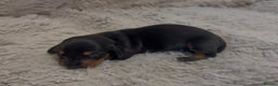 Miniature Dachshund dogs for sale: Beutiful mini dachshund pups  - Advert 13