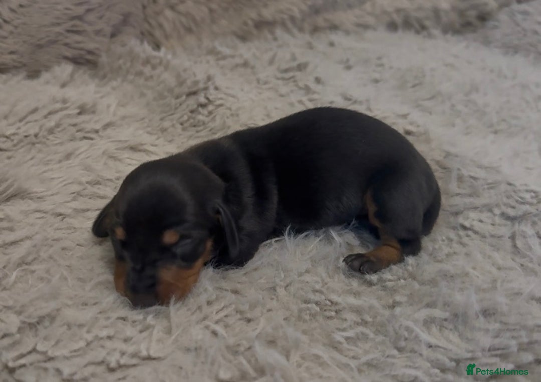 Miniature Dachshund dogs for sale: Beutiful mini dachshund pups  - Advert 13
