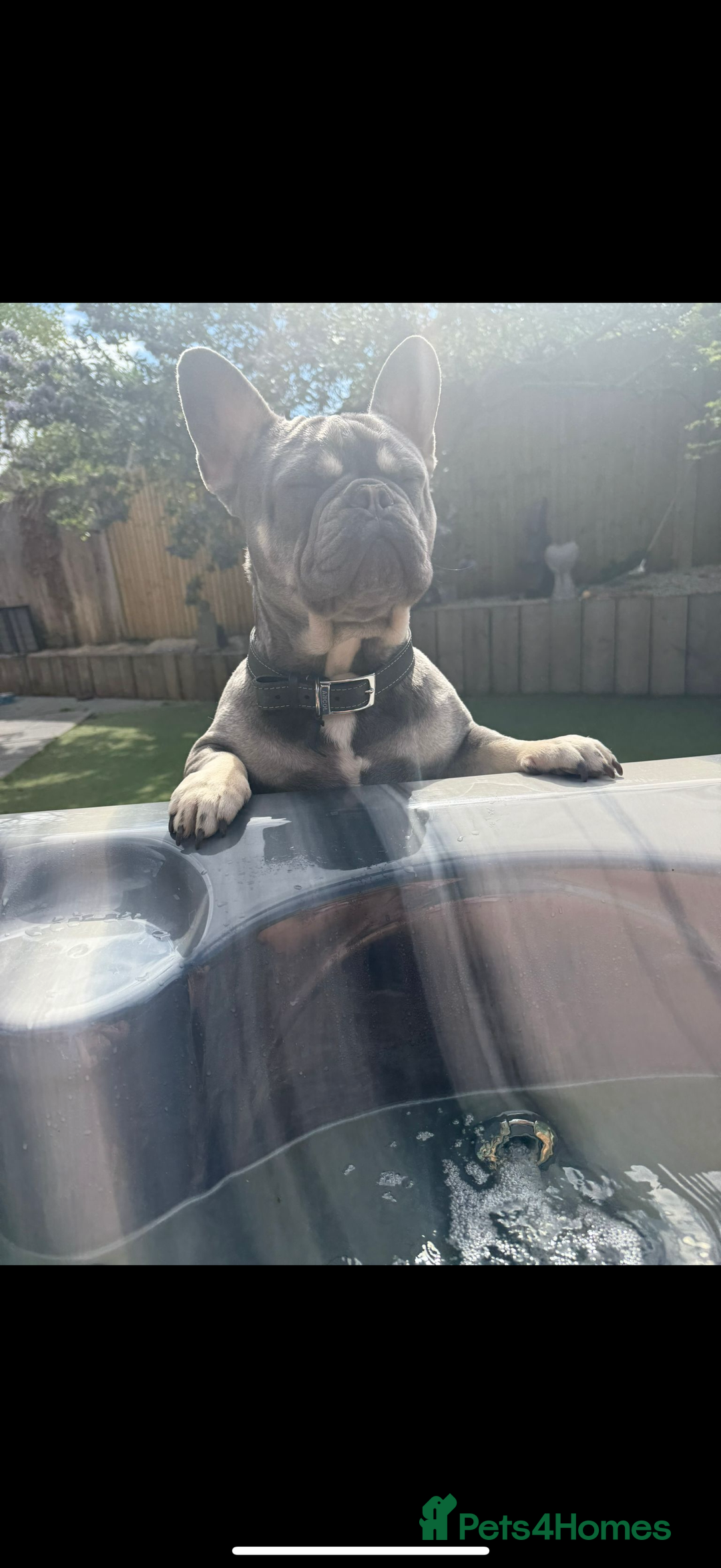 French Bulldog dogs for stud: French bulldog male stud  - Image 8