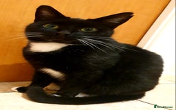 Mixed Breed cats for sale: Adorable trio of kittens  - Image 24