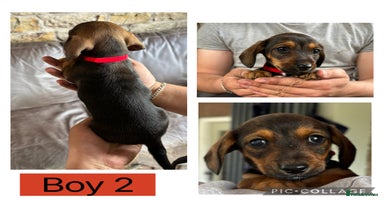 Mixed Breed dogs - Advert 12