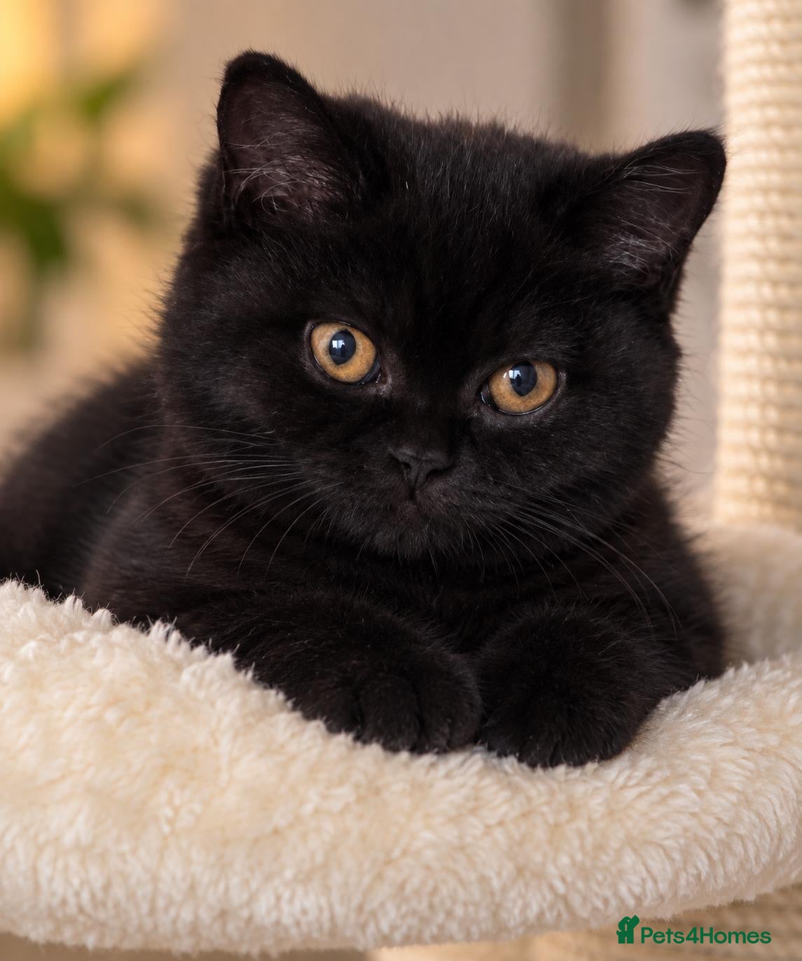 British Shorthair cats Beautiful Black BSH Kittens £995 GCCF ready 18/9 - Advert 1