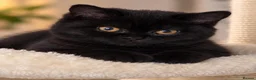 British Shorthair cats for sale: Beautiful Black BSH Kittens £995 GCCF ready 18/9 - Advert 1