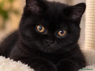 British Shorthair cats Beautiful Black BSH Kittens £995 GCCF ready 18/9 - Advert 3