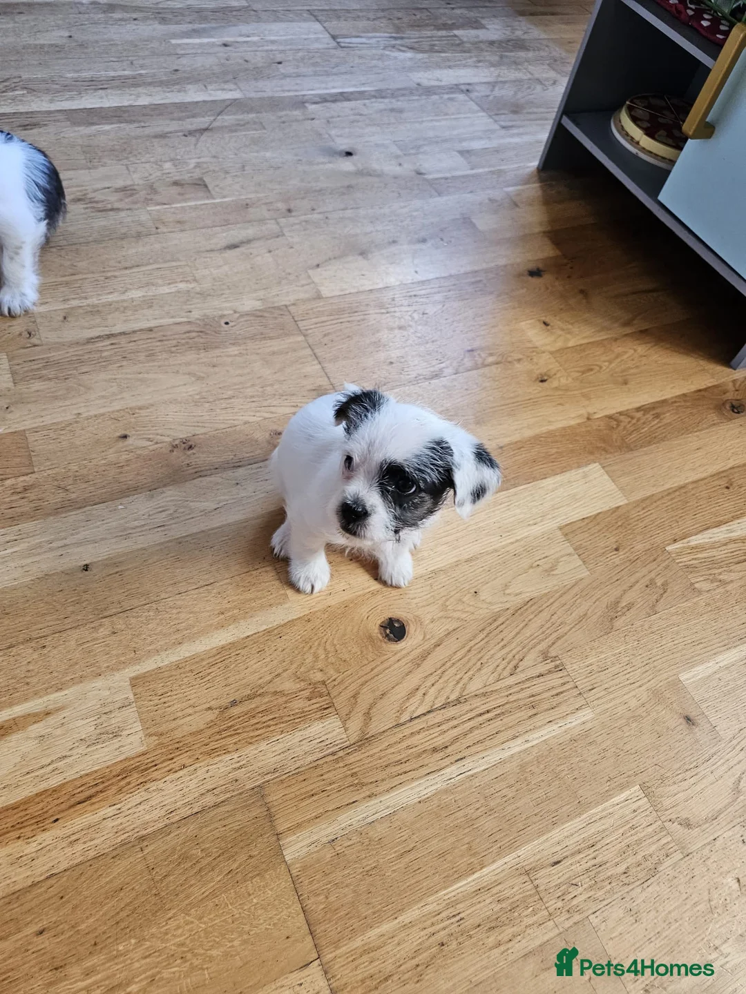 Mixed Breed dogs for sale: Shin tzu cross puppies - Advert 7