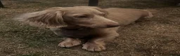Miniature Dachshund dogs for stud: Long-Haired Miniature Dachshund Stud– Isabella Tan - Advert 11