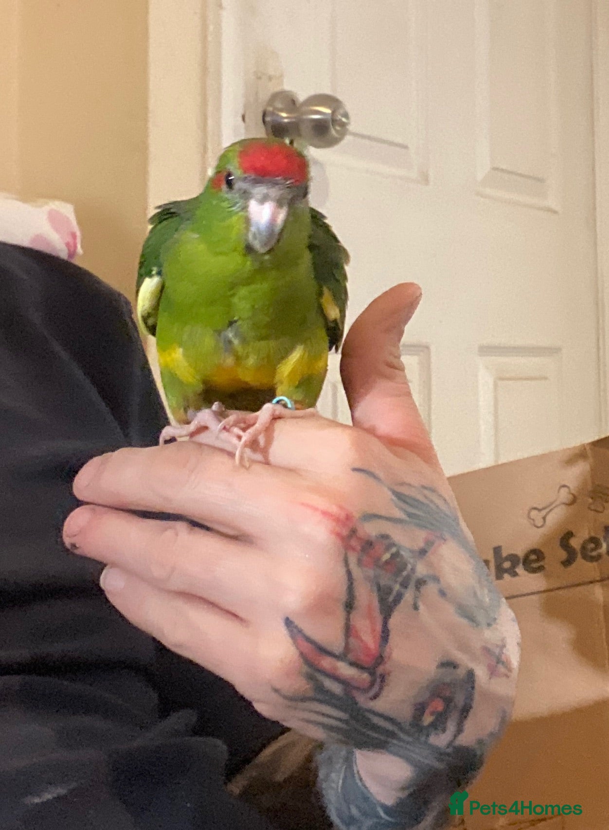 Parrots birds Hand reared Kakariki  - Advert 2