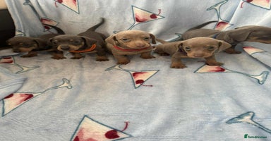 Dachshund dogs - Advert 7